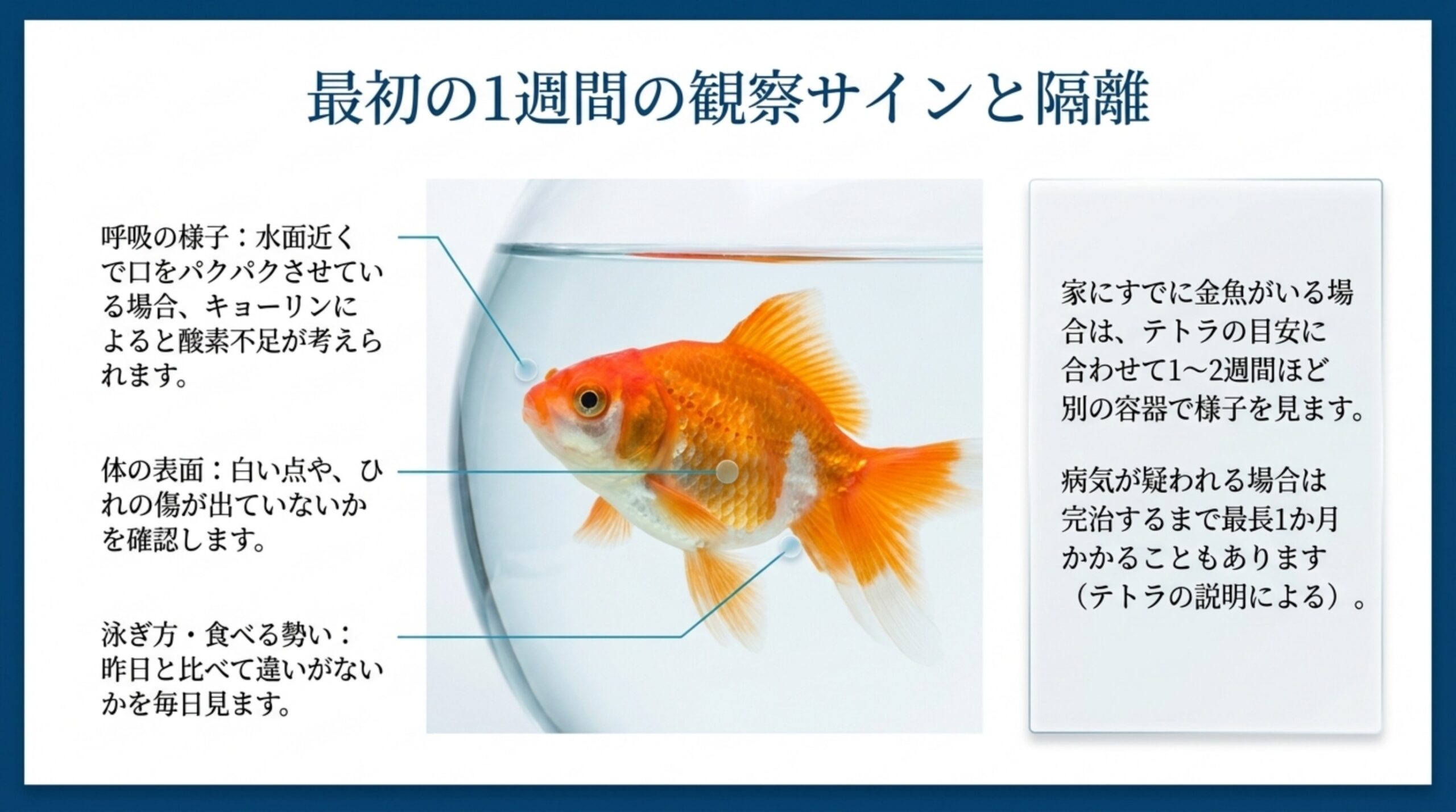 呼吸・体の表面・泳ぎ方と食べる勢いの観察点と、先にいる金魚と1〜2週間分けて様子を見ることを示したスライド