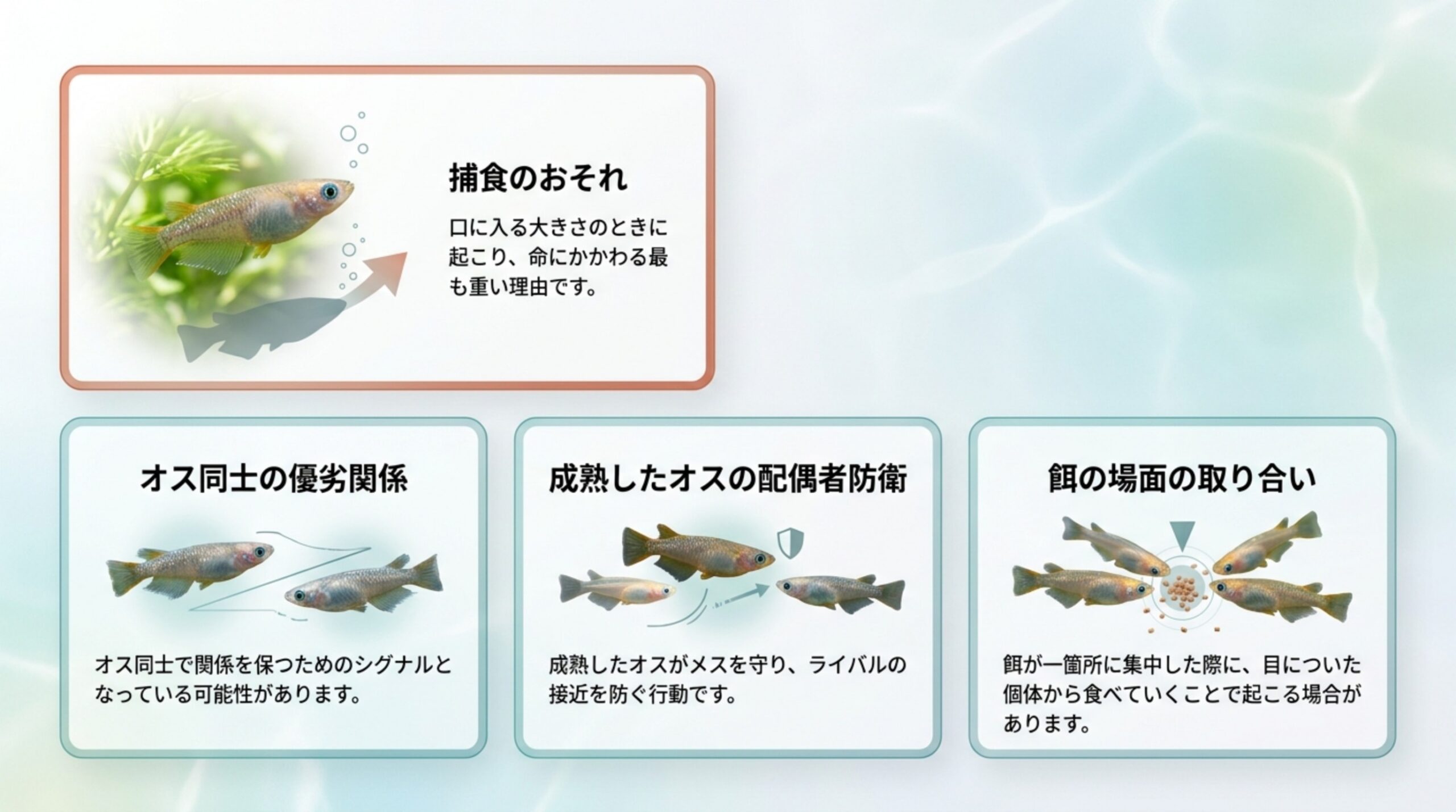捕食のおそれ・オス同士の優劣・成熟したオスの配偶者防衛・餌の場面の取り合いの4つを、捕食を最も重い理由として並べたスライド