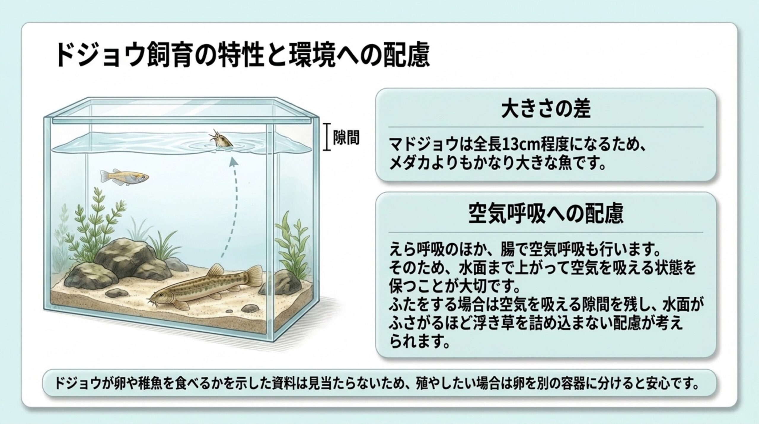 マドジョウの大きさと、腸で空気呼吸するため水面に隙間を残す配慮を水槽の図で示したスライド