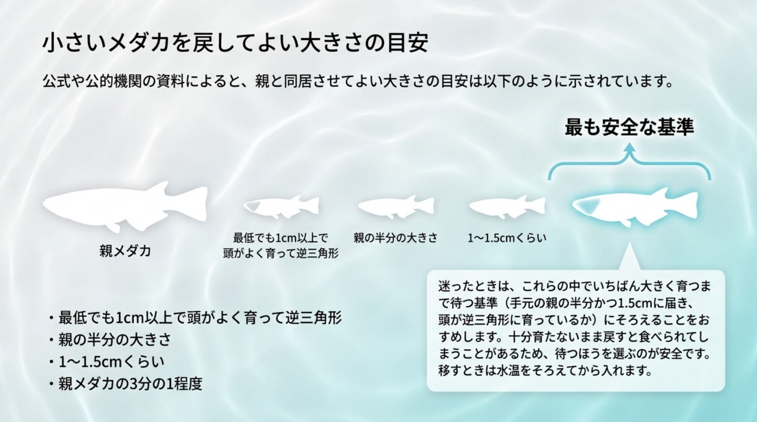 最低でも1cm以上で頭が逆三角形、親の半分の大きさ、1〜1.5cmくらい、親メダカの3分の1程度という出典ごとの目安を並べ、いちばん大きく育つまで待つ基準をすすめるスライド