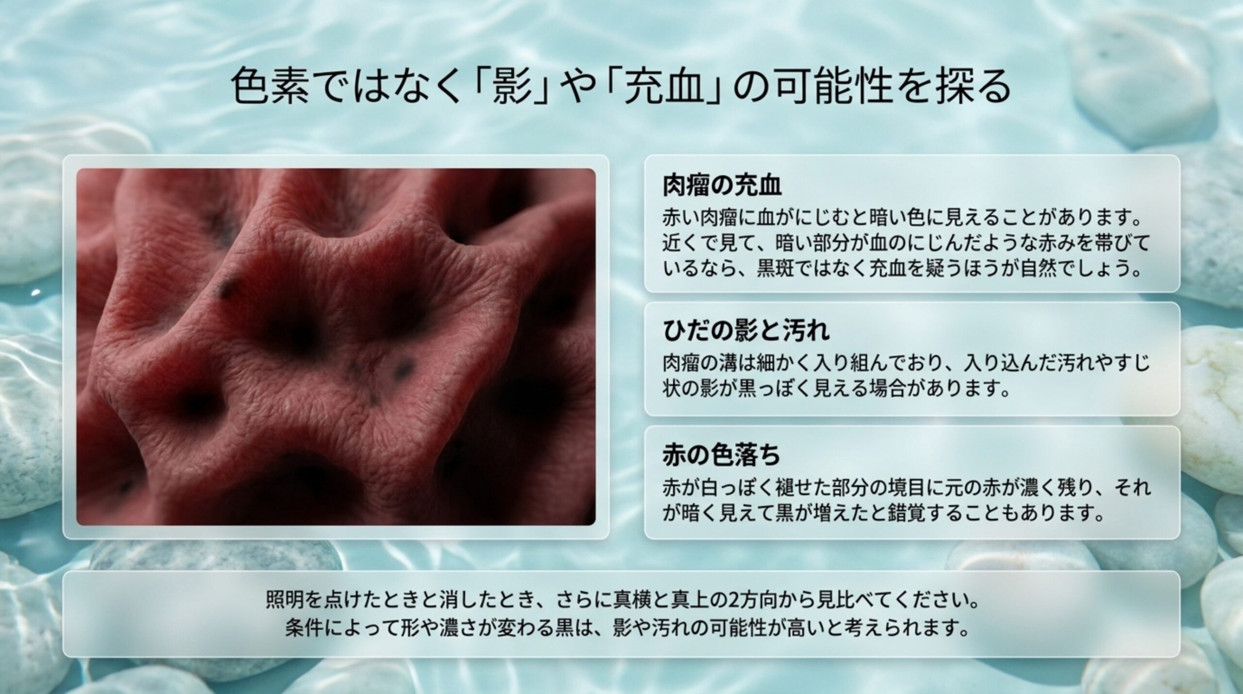丹頂の肉瘤の充血・ひだの影と汚れ・赤の色落ちという黒と見間違えやすい3つの変化を説明したスライド
