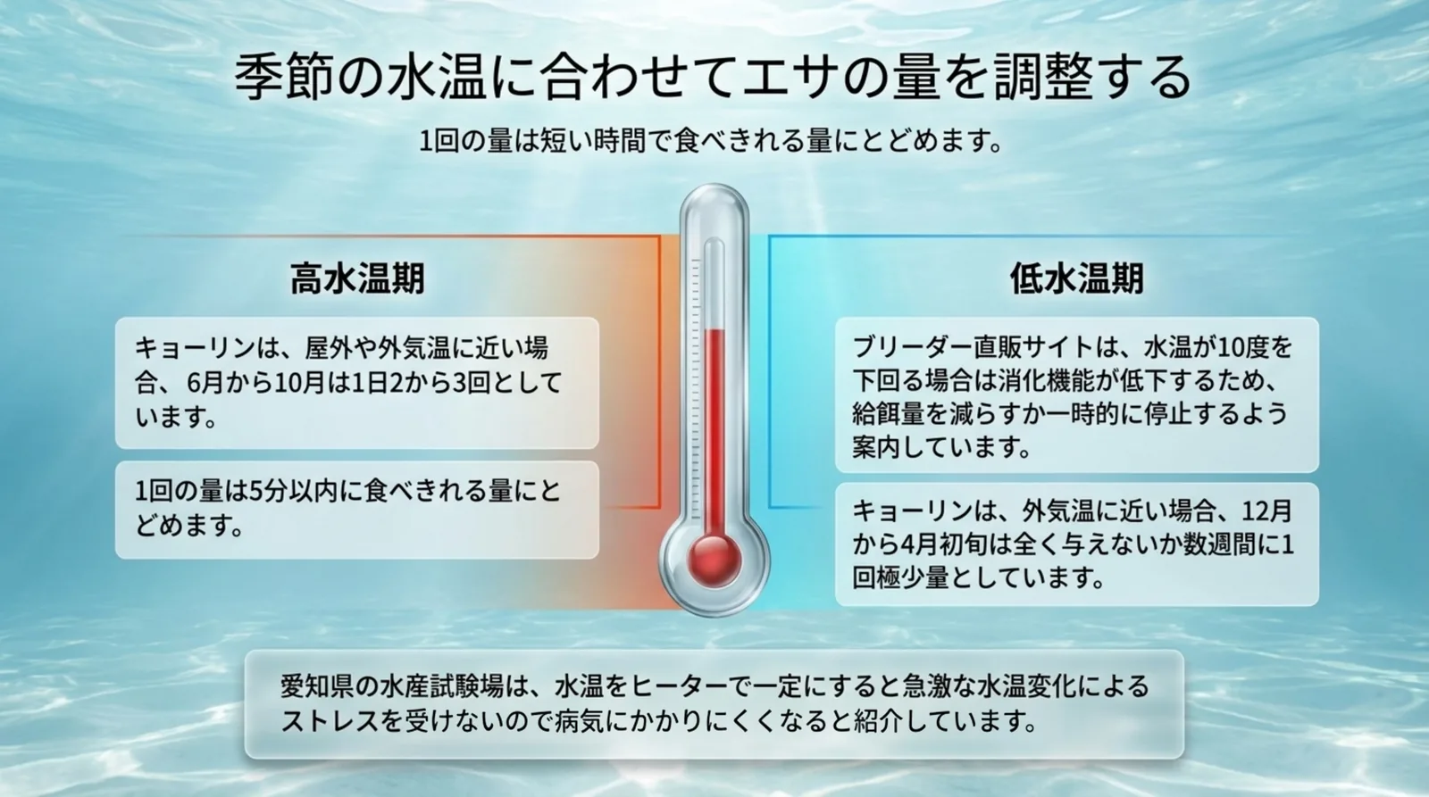 水温が高い時期と低い時期に分けて、資料ごとのエサの回数と量、低水温期に減らす目安を整理したスライド