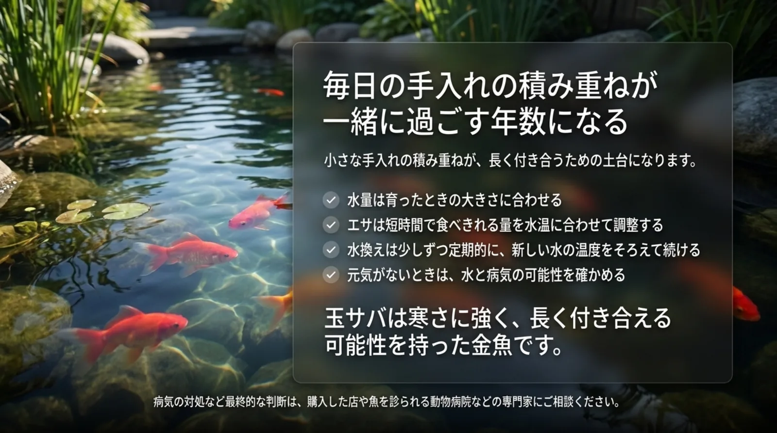 池を泳ぐ金魚の写真の横に、水量・エサ・水換え・元気がないときの確認という長生きのための手入れの要点を並べたまとめのスライド