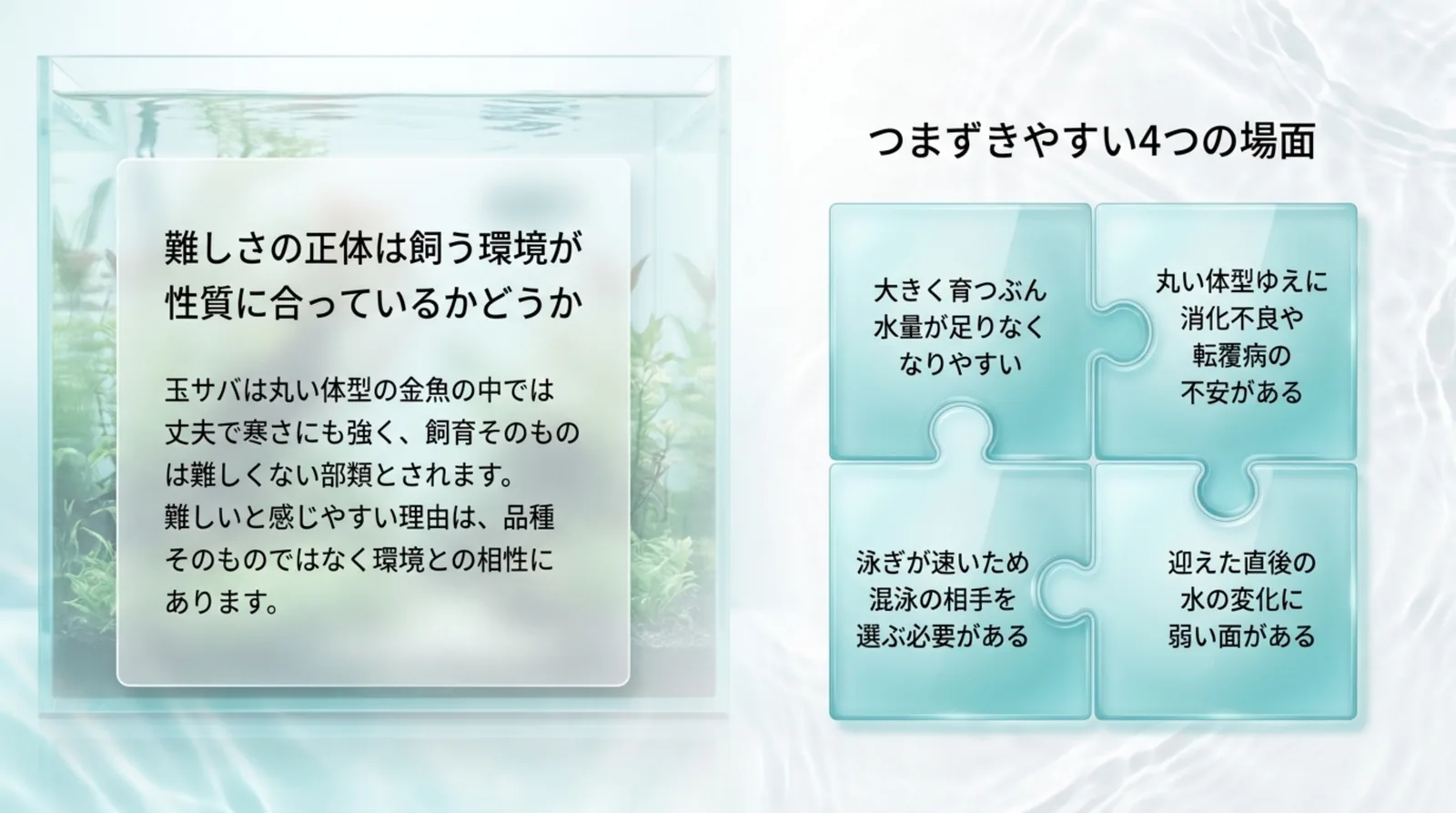 水量不足・消化不良と転覆病・混泳・迎えた直後の水の変化という、玉サバでつまずきやすい4つの場面をまとめたスライド
