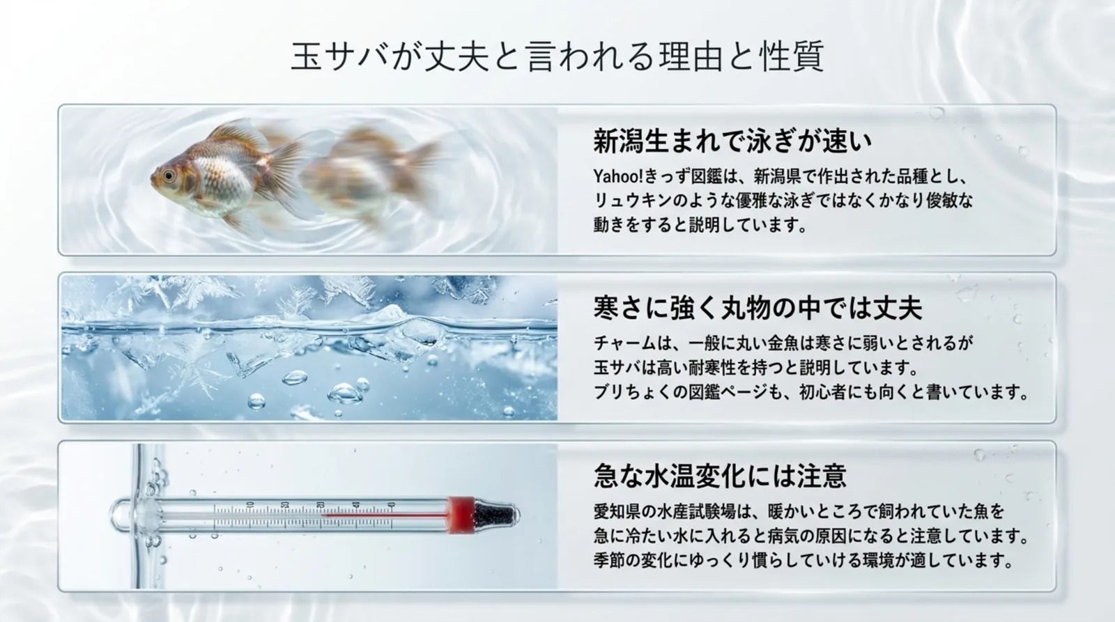 泳ぎの速さ・寒さへの強さ・急な水温変化への注意という、玉サバが丈夫と言われる理由と性質を資料ごとに整理したスライド