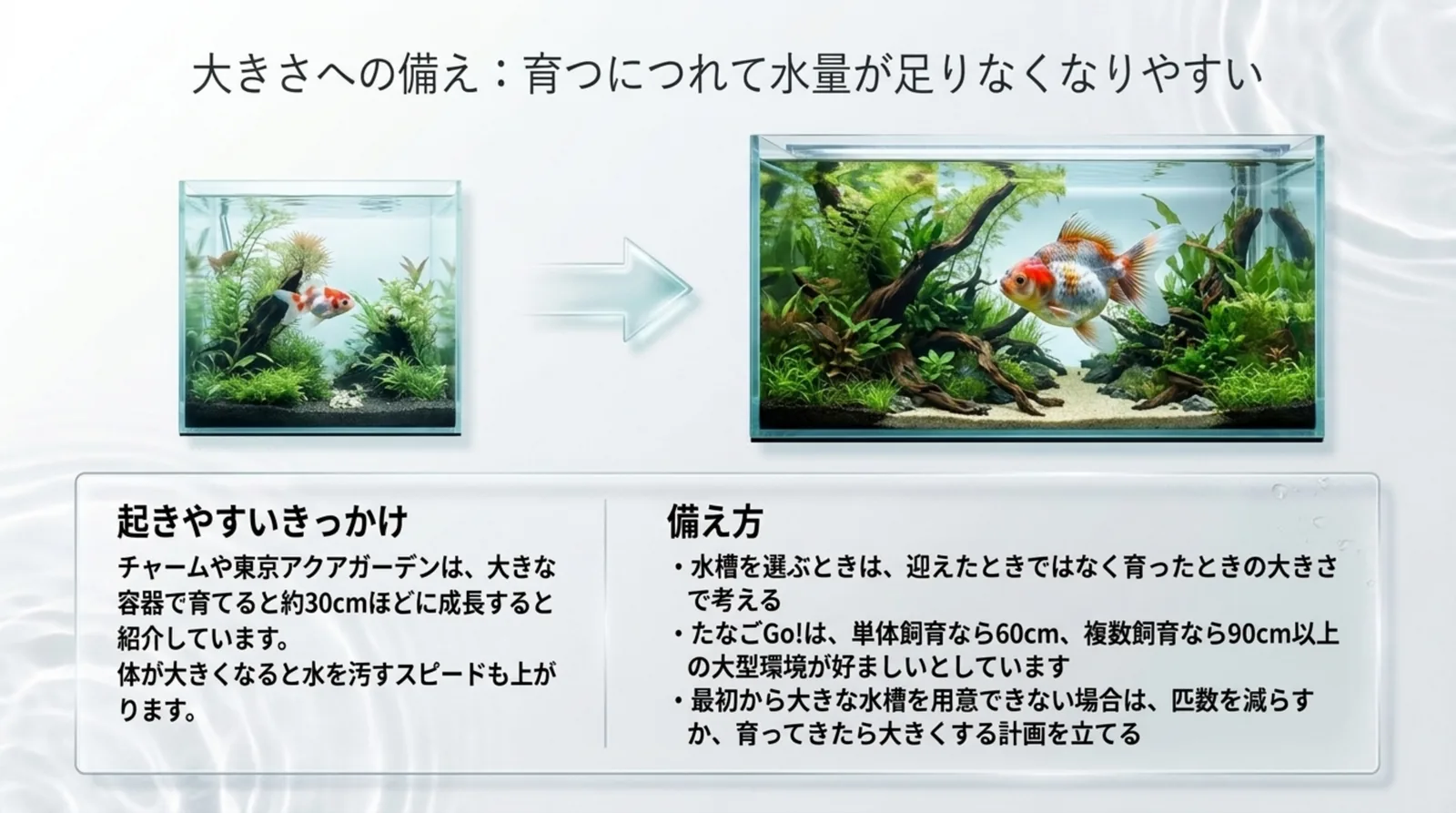小さな水槽から大きな水槽へ移す図と、育ったときの大きさで水槽を選ぶ備え方をまとめたスライド