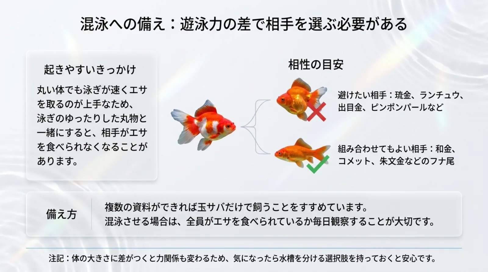 泳ぎのゆっくりな琉金やランチュウは避け、和金・コメット・朱文金などのフナ尾なら組める、という玉サバの混泳の目安のスライド