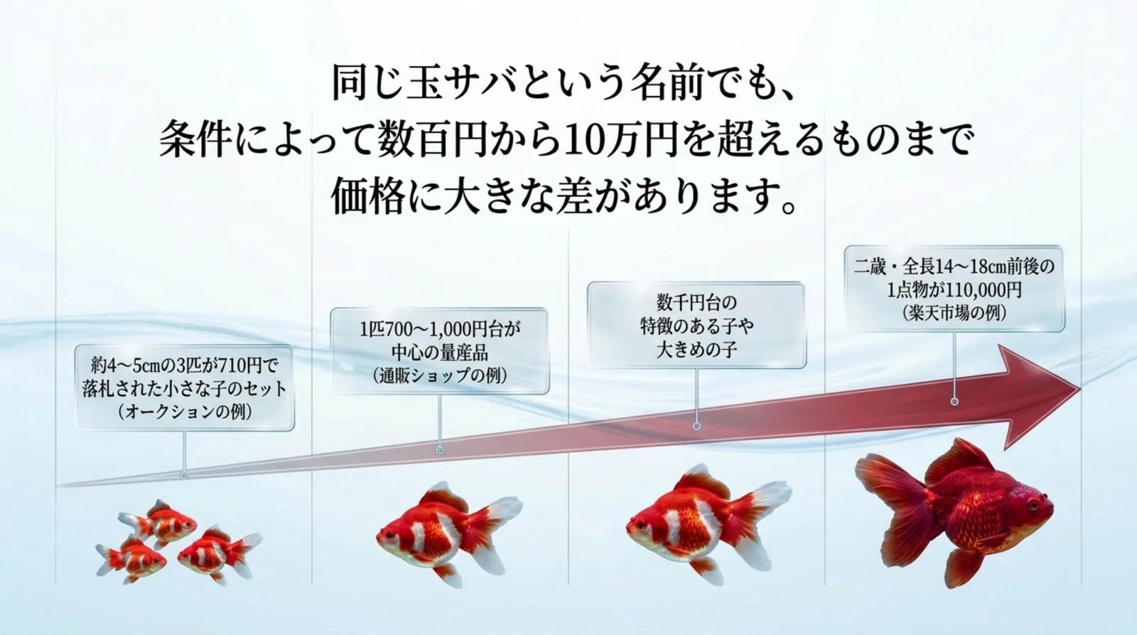 約4〜5cmの3匹710円の落札例から、1匹700〜1,000円台の量産品、数千円の大きめの子、二歳の1点物110,000円まで、玉サバの値段の幅を矢印で並べたスライド