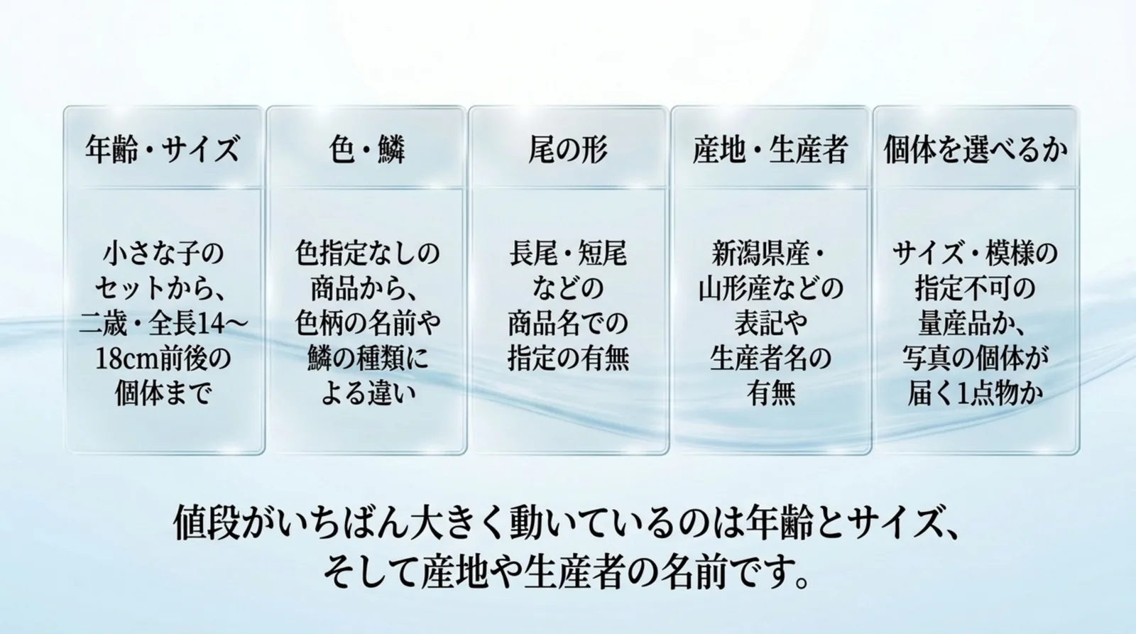 年齢・サイズ、色・鱗、尾の形、産地・生産者、個体を選べるかの5つの条件を並べ、値段が大きく動くのは年齢とサイズ、産地や生産者の名前だとまとめたスライド