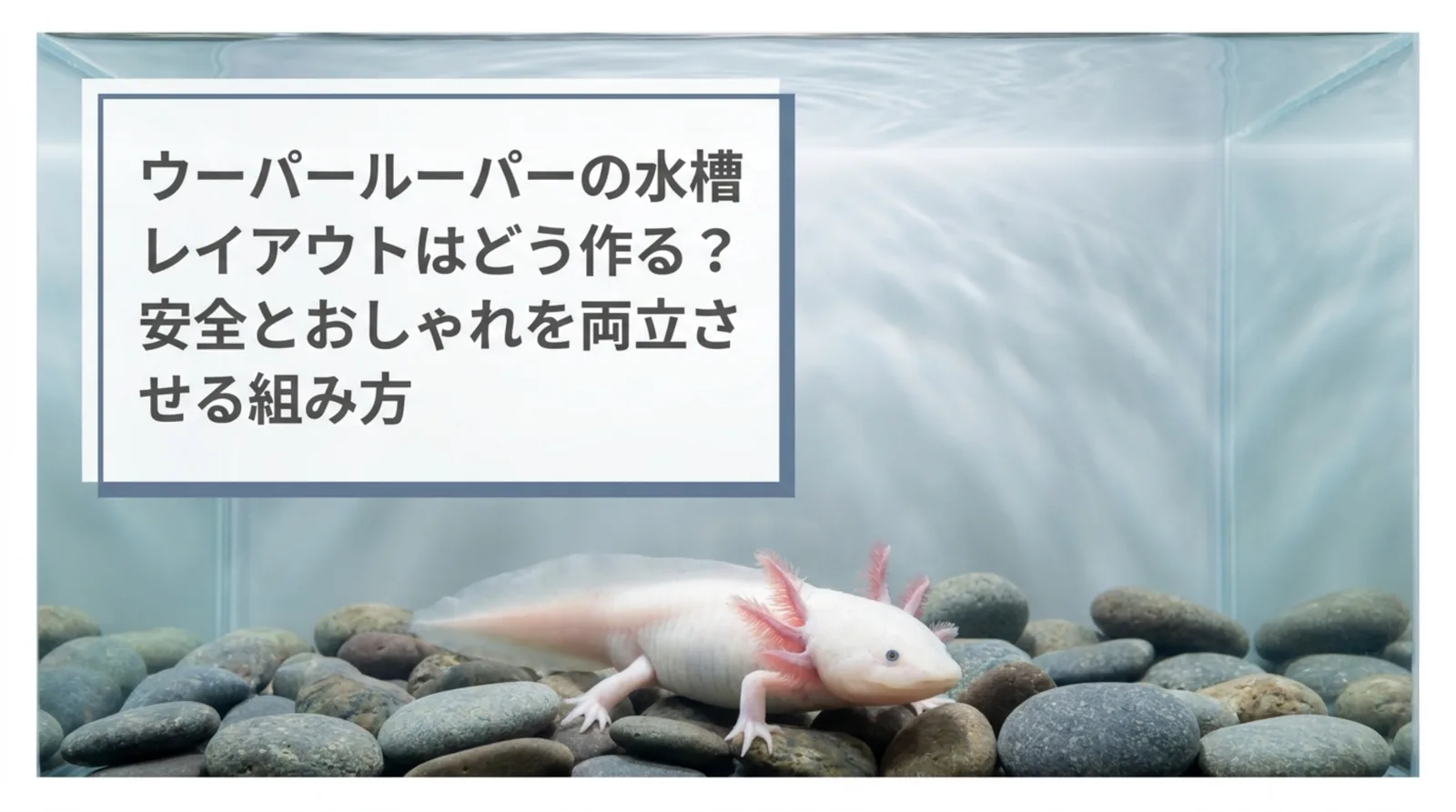 ウーパールーパーの水槽レイアウト｜底砂・隠れ家・水草の選び方と組み方の手順