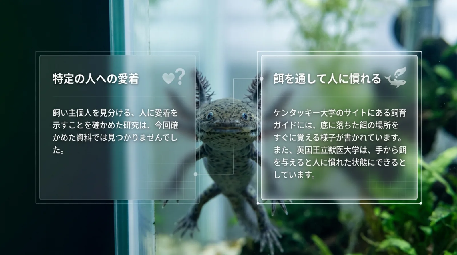人への愛着を示した研究は見つからなかったことと、餌の場所を覚える・手から餌を与えると人に慣れるという資料の記述を左右に並べたスライド