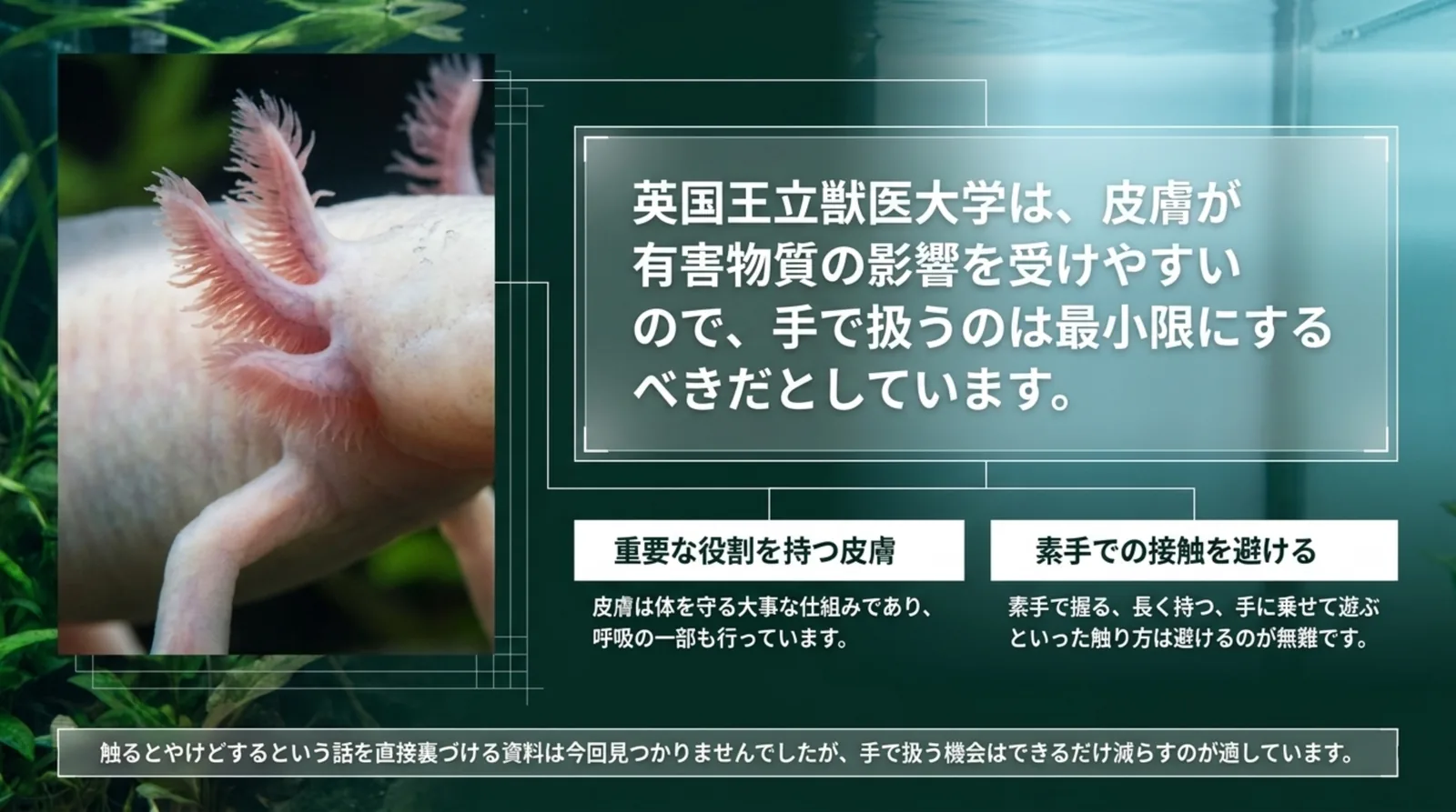 ウーパールーパーのエラと皮膚の写真の横に、皮膚が有害物質の影響を受けやすいので手で扱うのは最小限にという獣医大学の考え方を示したスライド