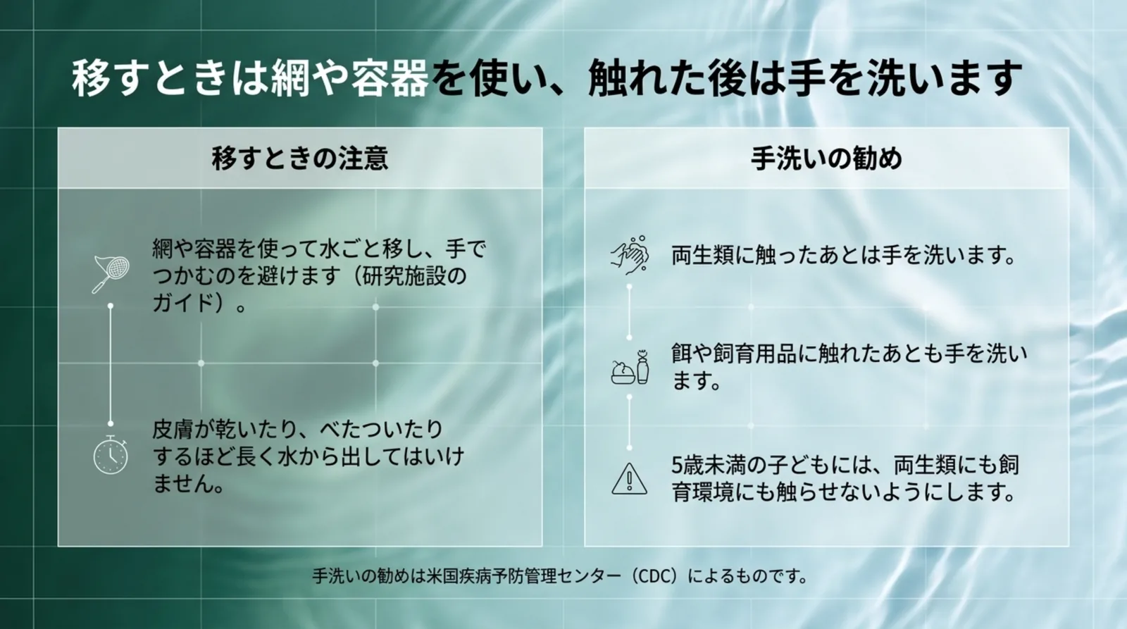 網や容器で水ごと移し水から長く出さないことと、触った後や飼育用品に触れた後の手洗い、5歳未満の子どもには触らせないことを左右に並べたスライド