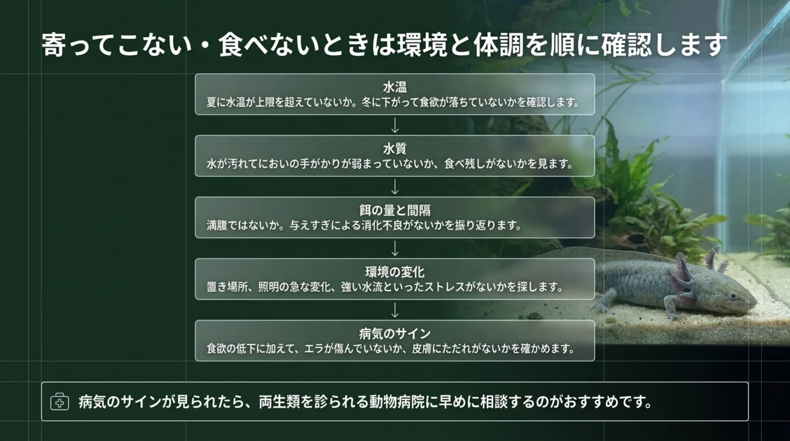 水温、水質、餌の量と間隔、環境の変化、病気のサインの順に確かめる流れを矢印でつないだスライド