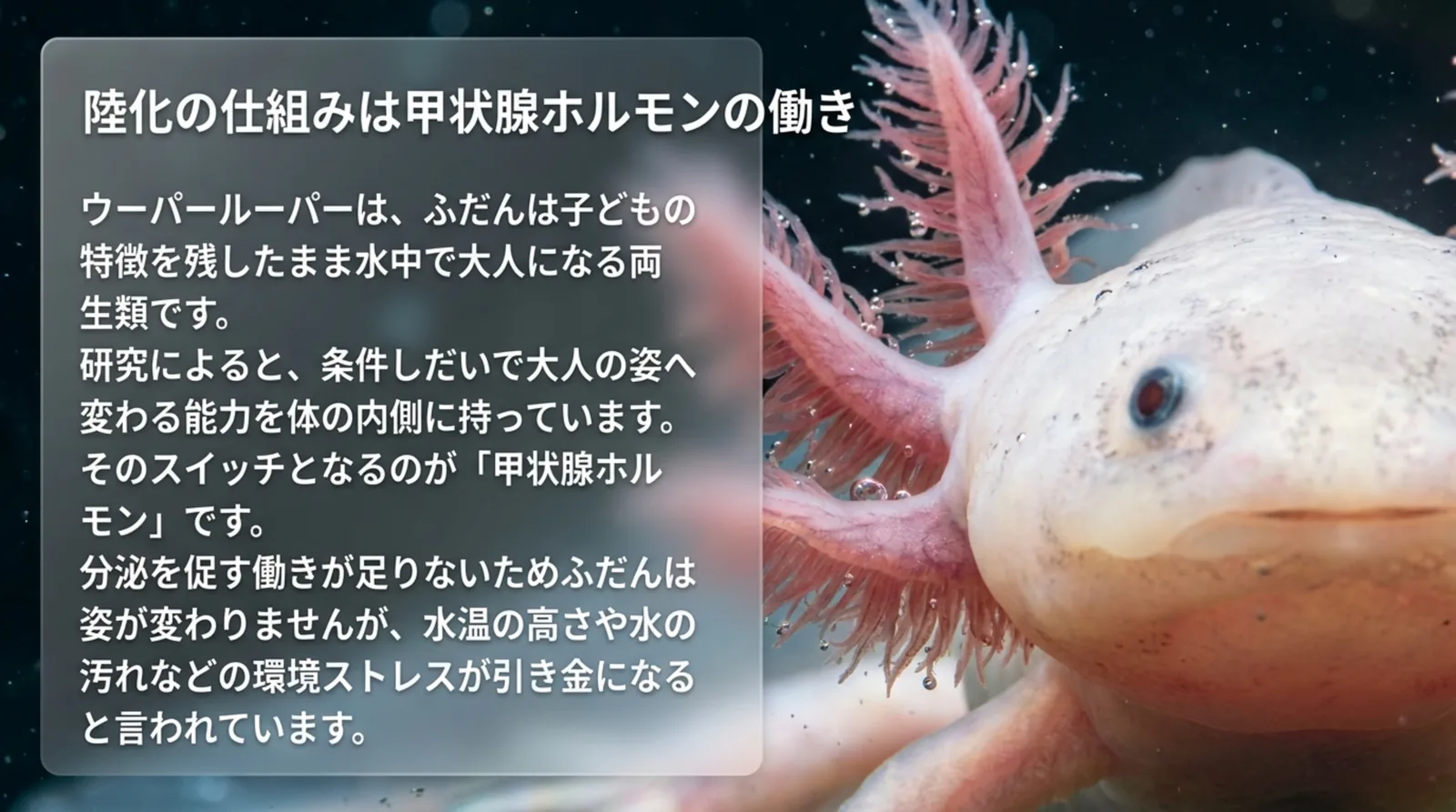 ウーパールーパーが大人の姿へ変わる能力を持ち、甲状腺ホルモンがそのスイッチになることを説明したスライド