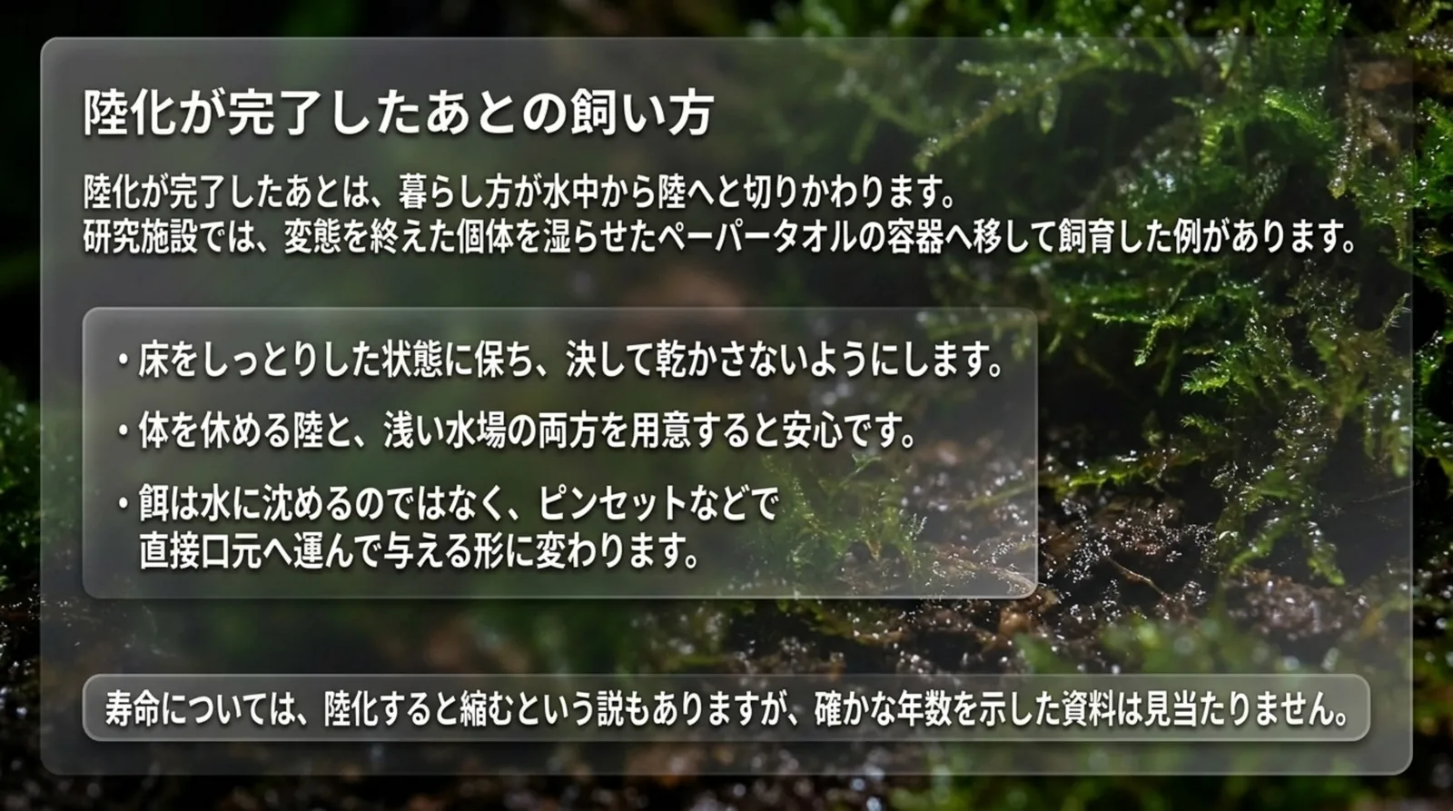 床を乾かさない・陸と浅い水場を用意する・餌はピンセットで口元へ運ぶ、という陸化後の飼い方をまとめたスライド