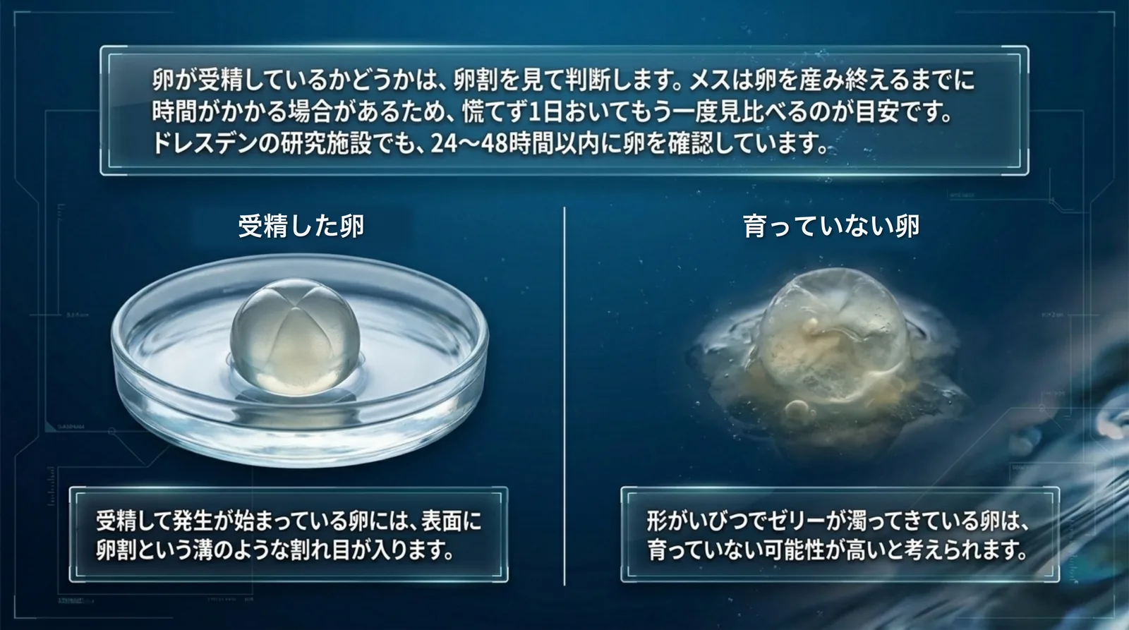 表面に卵割の溝が入った受精卵と、形がいびつでゼリーが濁った育っていない卵を並べて比べたスライド
