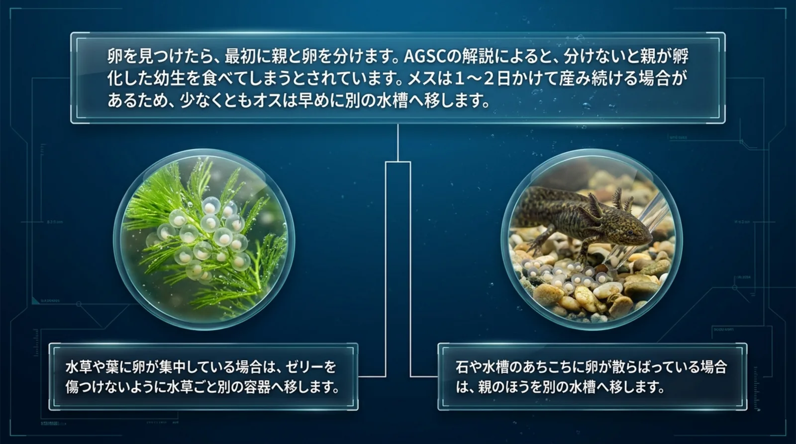 水草に付いた卵は水草ごと別の容器へ、あちこちに散らばった卵なら親を別の水槽へ移すことを示したスライド