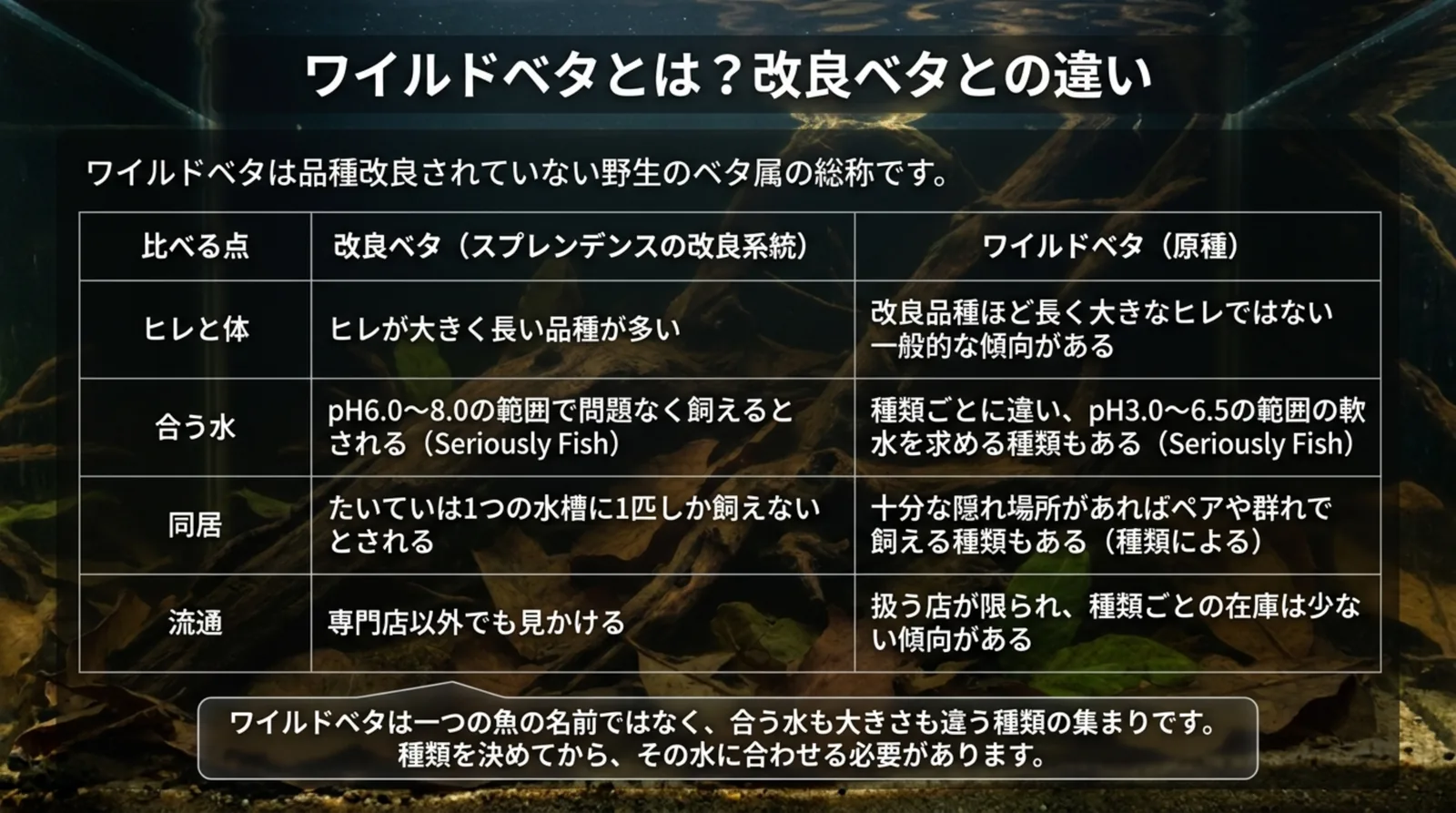 改良ベタとワイルドベタをヒレと体・合う水・同居・流通の4点で比べた表のスライド