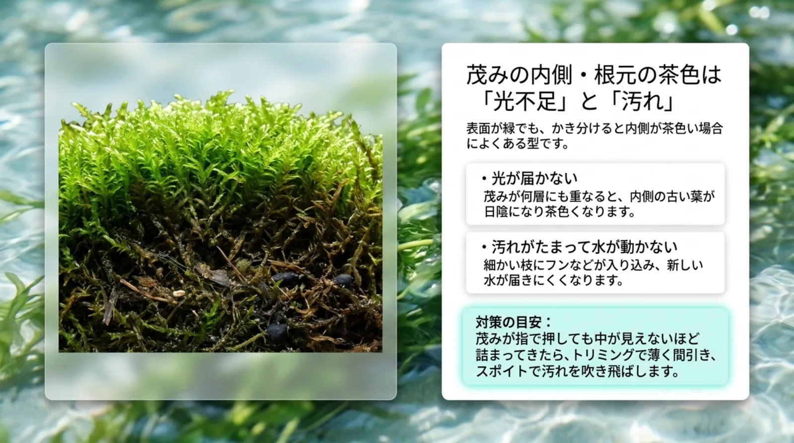 表面は緑で内側が茶色くなったウィローモスの写真と、光が届かないことと汚れがたまって水が動かないことの2つの原因、トリミングとスポイトでの対策をまとめたスライド