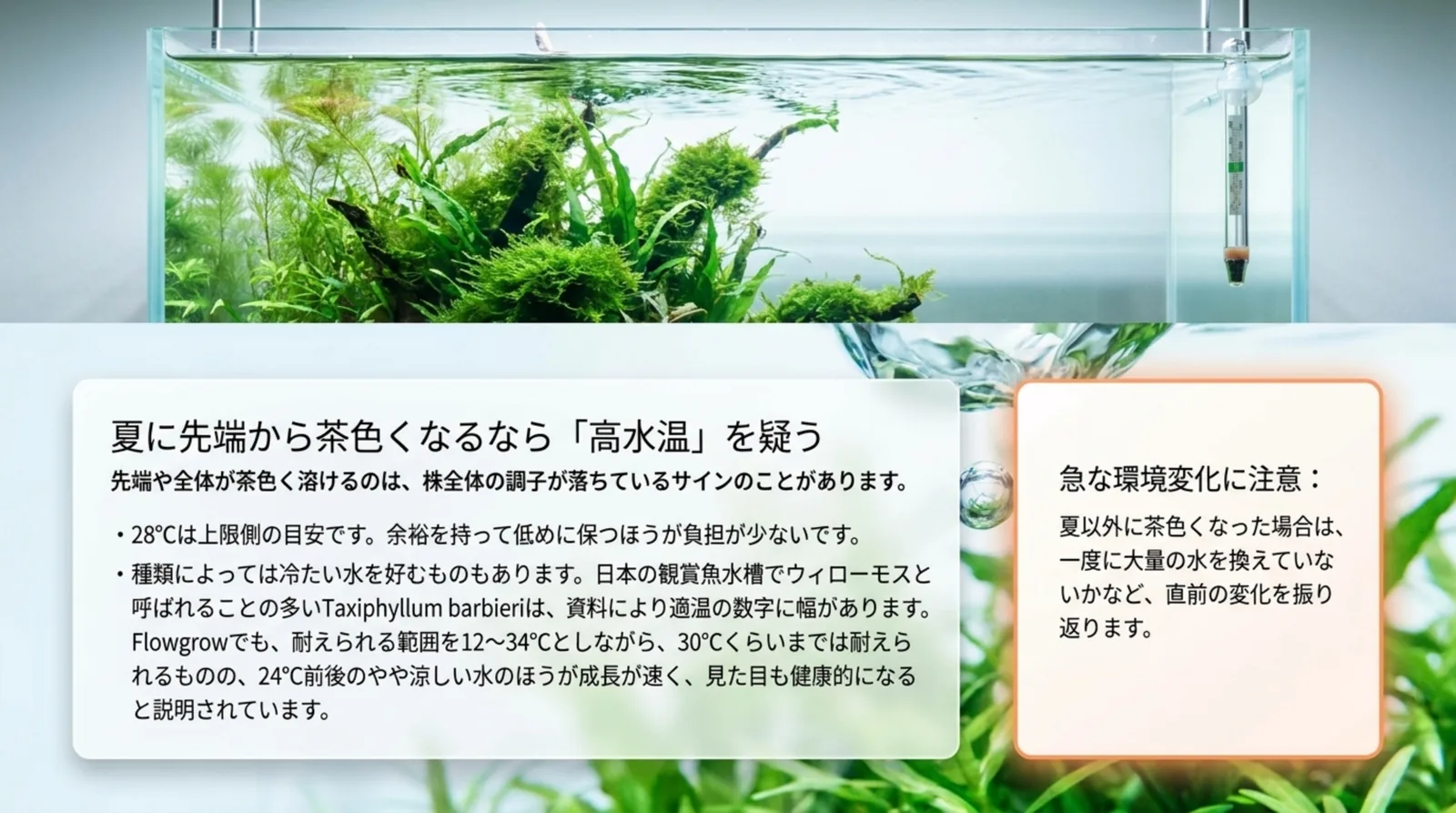 ウィローモスを入れた水槽の写真と、28℃を上限側の目安として低めに保つこと、種類によって好む水温が違うこと、急な環境変化への注意をまとめたスライド