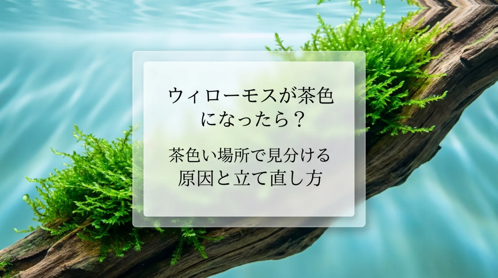 ウィローモスが茶色くなる原因と復活させる手順｜内側・先端・夏の高水温を見分ける