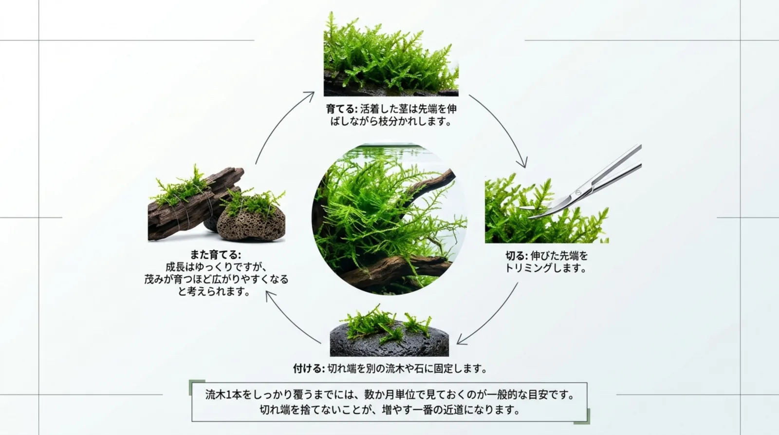 育てる・伸びた先端を切る・切れ端を流木や石に付ける・また育てるの4段階を円で示したスライド