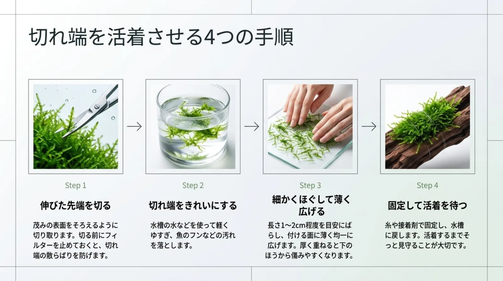 伸びた先端を切る、切れ端をゆすぐ、薄く広げる、固定して待つの4手順を写真で並べたスライド