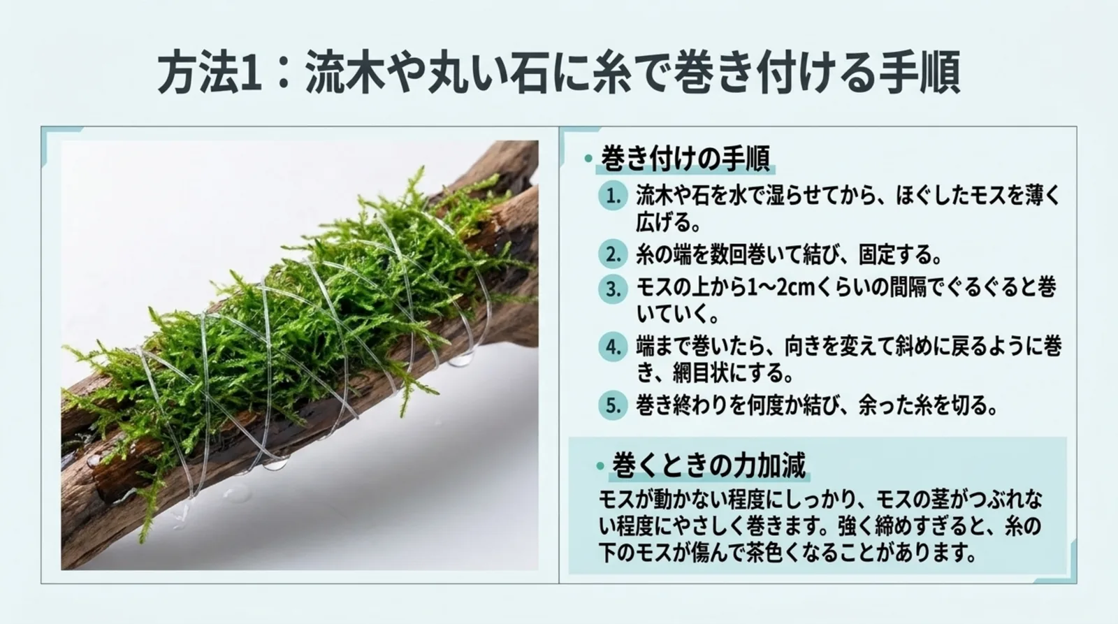 流木に乗せたウィローモスをテグスで網目状に巻いた写真と、巻き付けの5つの手順と力加減をまとめたスライド