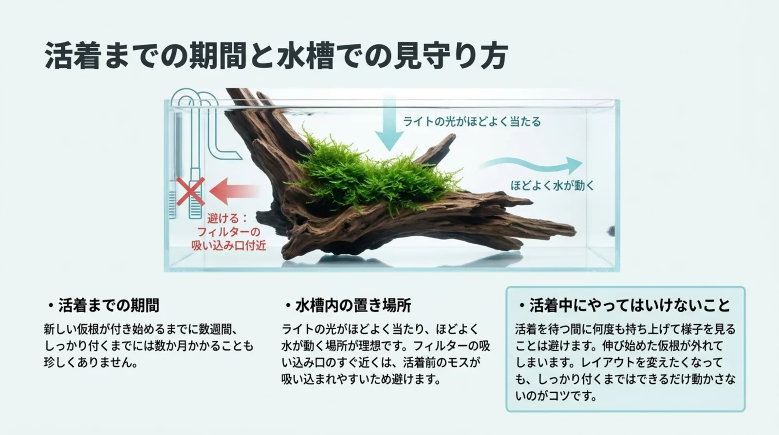 フィルターの吸い込み口付近を避け、光と水流がほどよい場所に流木を置く図と、活着までの期間・置き場所・活着中に避けることをまとめたスライド