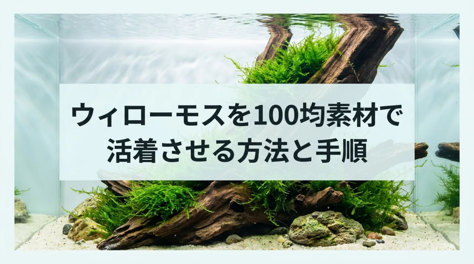 ウィローモスの活着に使える100均グッズ｜テグス・接着剤・鉢底ネットの選び方