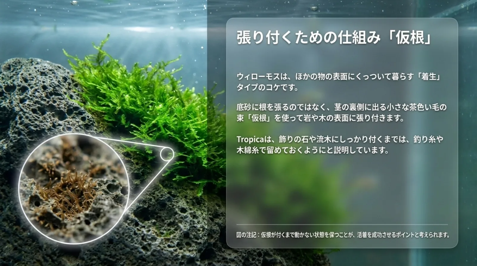 石の表面に張り付くウィローモスの仮根を拡大し、付くまでは糸で留めるというTropicaの説明をまとめたスライド