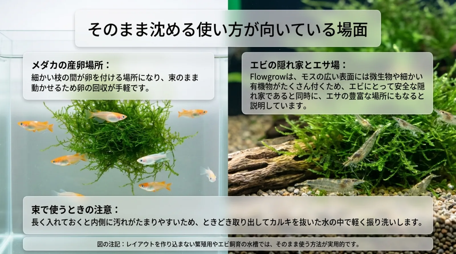 メダカの産卵場所とエビの隠れ家としてウィローモスを束のまま使う例と、ときどき振り洗いする注意をまとめたスライド