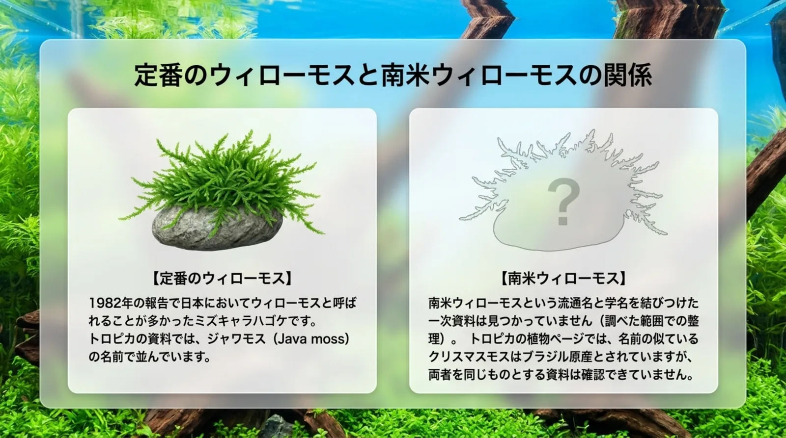 定番のウィローモスはミズキャラハゴケとされ、南米ウィローモスは学名を示す一次資料が見つかっていないことを左右に並べたスライド