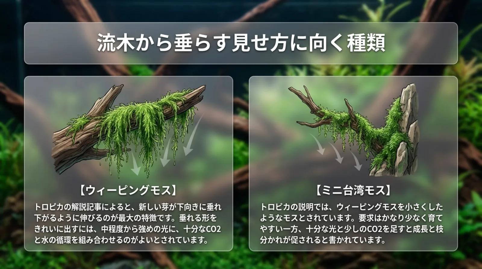 流木から垂れ下がるウィーピングモスと、枝分かれした流木や石に付くミニ台湾モスの特徴を並べたスライド